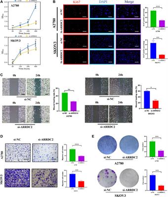 Corrigendum: A potential indicator ARRDC2 has feasibility to evaluate prognosis and immune microenvironment in ovarian cancer